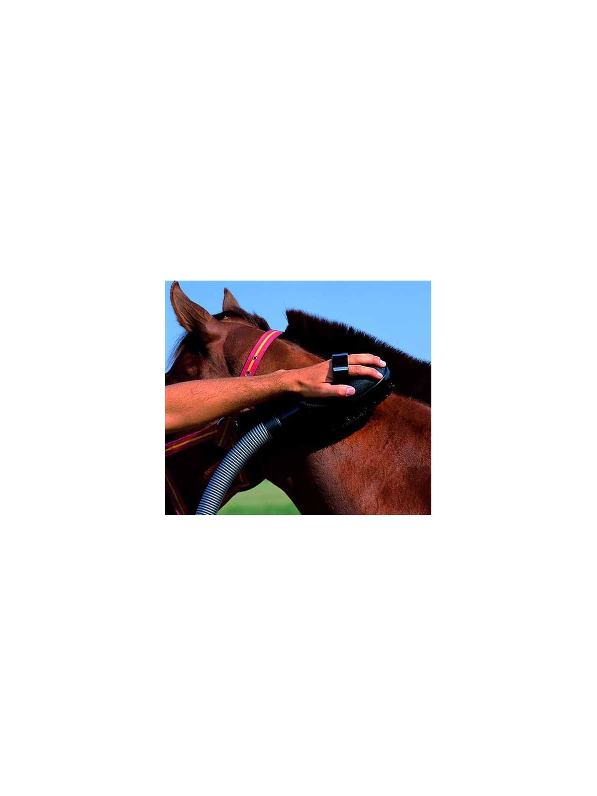 Brosse aspirateur sur un cheval